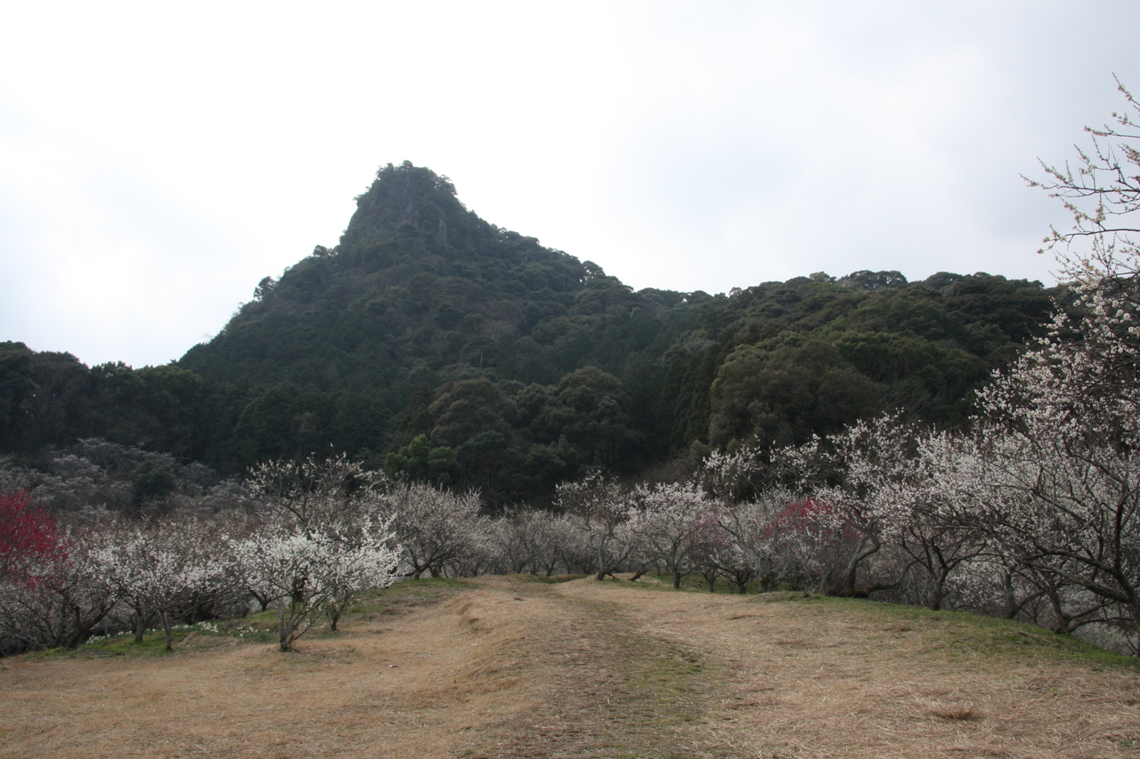 御船が丘梅林写真